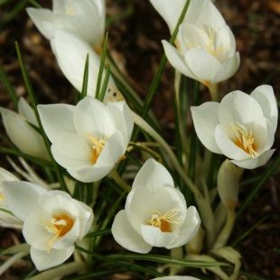 Crocus laevigatus